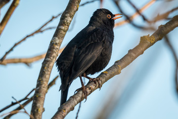 Amsel auf einem Ast5