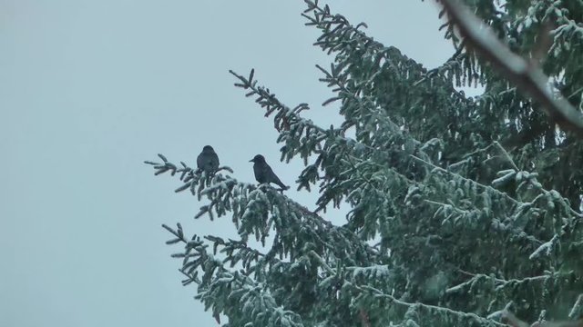 Kr&auml;hen in einer schwankenden Fichte im Schneesturm