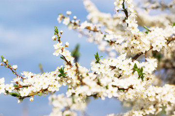 fruit tree brunch in blossom
