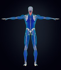 Splenius Capitis, neck muscles, stress, human anatomy. 3D illustration