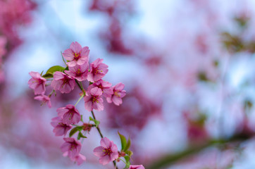 Pink blossom