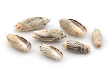 Exotic seashell on a white background