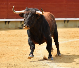 bull