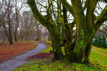 beautiful landscape in the Park. The tree is covered with green moss