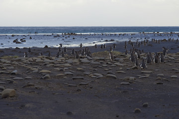 Large numbers of Gentoo Penguins (Pygoscelis papua) walking across a beach before heading out to sea to feed. Sealion Island in the Falkland Islands.