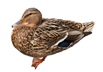 Female Mallard with clipping path, standing in front of isolated on white background