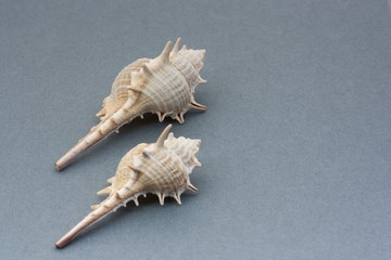 Cover of a notebook with shells on a blue background