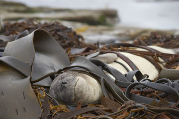 Young Southern Elephant Seal (Mirounga leonina) sleeping on a pile of kelp on a beach on Sealion Island in the Falkland Islands.