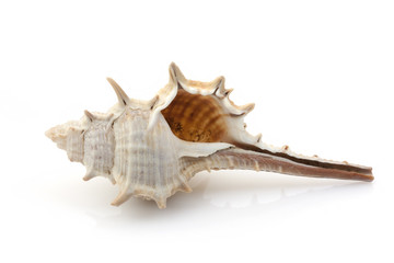 Sea shells collection