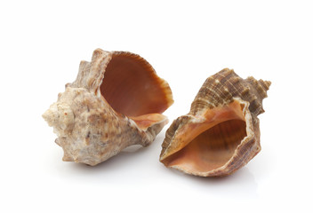 Many large sea shells on a white background