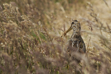 Magellanic Snipe (Gallinago paraguaiae magellanica) partially hidden in a grassy meadow on Sealion Island in the Falkland Islands.