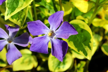 Periwinkle violet flower