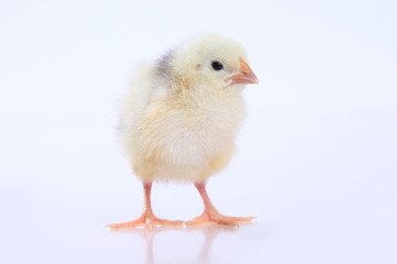 chick on white