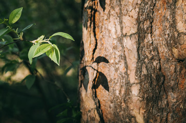 The new leaves on a tree