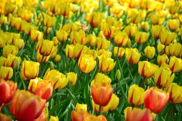 Beautiful spring tulip flowers in Keukenhof park in Netherlands (Holland)