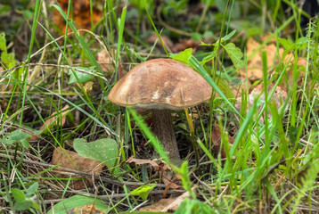 Brown Birch Bolete growing among the grass (Leccinum scabrum)