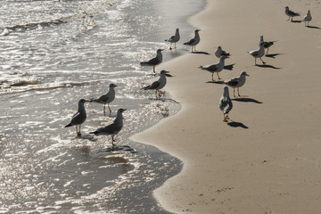Möwen auf morgendlicher Nahrungssuche am sonnigen Strand der Ostsee, Frühstückszeit; Wintergefieder der Lachmöwen, Larus ridibundus; Wasservögel