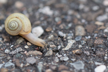 snail on rock