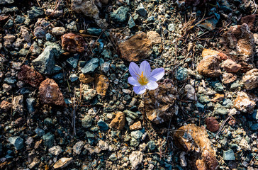 Krokus