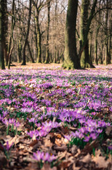 Meadow of crocus flowers in the spring forest
