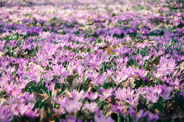 Obraz premium Closeup of crocuses spring flowers in the forest