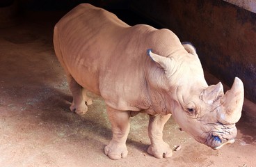 Rhinoceros