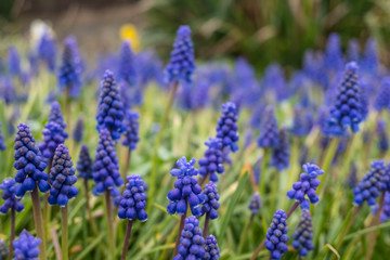 Wild bluebell flowers blossoming in spring time
