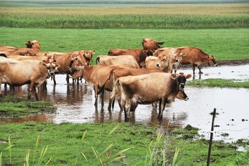 Fototapeta premium Cows in Water