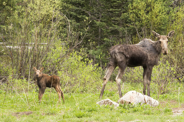 moose and calf
