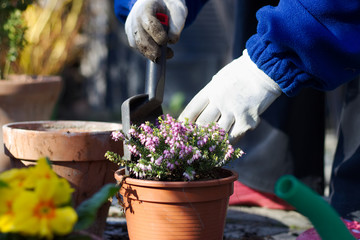 planting spring flowers in pots, primrose and heather in garden, gardening in spring season 