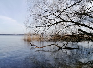 Bäume, ragen über den See