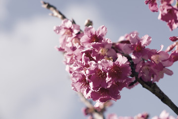 colorful of cherry Blossom and green leaf with sun light,