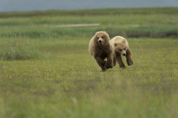 Fototapeta na wymiar Bear cubs playing in Alaska
