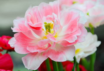 Obraz na płótnie Canvas soft spring pink flower 