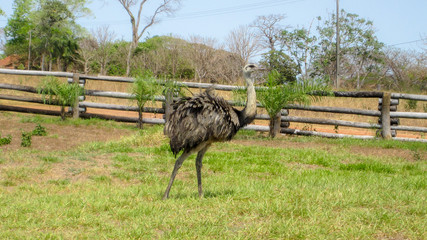 Greater Rhea - Ema - posing on a farm in pantanal Brazil
