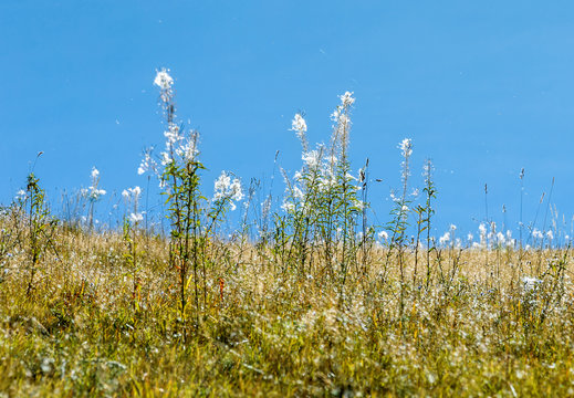 View of the autumn field with flying white fluff on the ski trail named Alberto Tombo - Bansko, Bulgaria