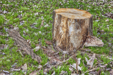 cut tree trunk