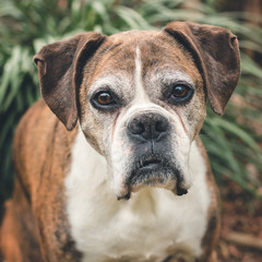 Old Senior Pet Boxer Dog