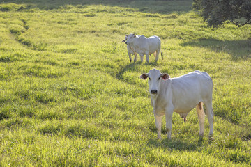 Cows grazing