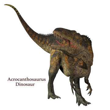 Acrocanthosaurus Dinosaur Tail - Acrocanthosaurus was a carnivorous theropod dinosaur that lived in North America in the Cretaceous Period.