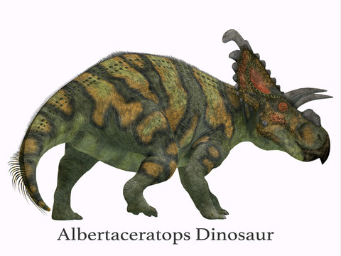 Albertaceratops Dinosaur Tail with Font - Albertaceratops was a herbivorous Ceratopsian dinosaur that lived in Alberta, Canada in the Cretaceous Period.