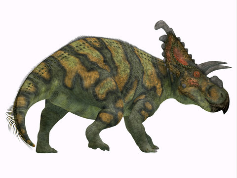 Albertaceratops Dinosaur Tail - Albertaceratops was a herbivorous Ceratopsian dinosaur that lived in Alberta, Canada in the Cretaceous Period.