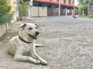 white dog lying on the street