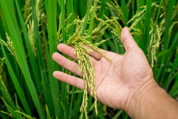 hand tenderly touching a young rice in the paddy field