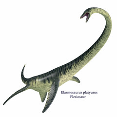 Fototapeta premium Elasmosaurus on White with Font - Elasmosaurus was a marine plesiosaur reptile that lived in North America seas in the Cretaceous Period.