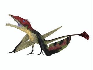 Eudimorphodon Resting - The carnivorous Eudimorphodon was a pterosaur flying reptile that lived in Italy in the Triassic Period. © Catmando