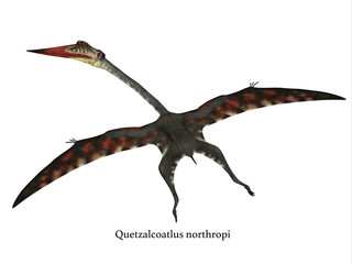 Quetzalcoatlus Flying Reptile with Font -The carnivorous Quetzalcoatlus was a flying pterosaur reptile that lived in North America in the Cretaceous Period.  © Catmando