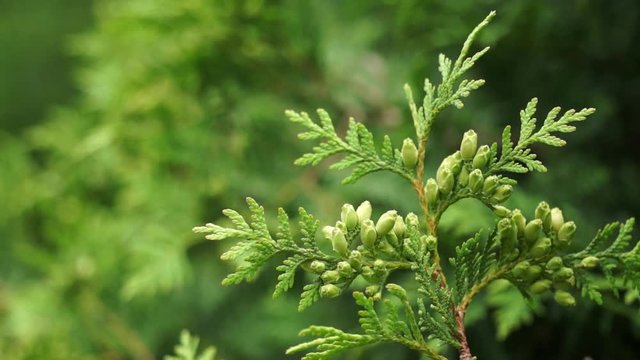 Thuja occidentalis branche whit young, spring cones - Close up
Spring breeze blowing through the branches
Out of focus foliage background.
Nature, spring concept.
