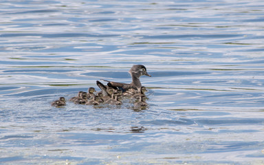 Hooded Merganser (Lophodytes cucullatus) family are enjoying sunny day at a lake