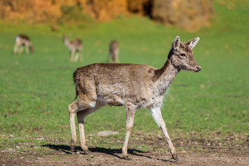 Small fawn in its natural environment.